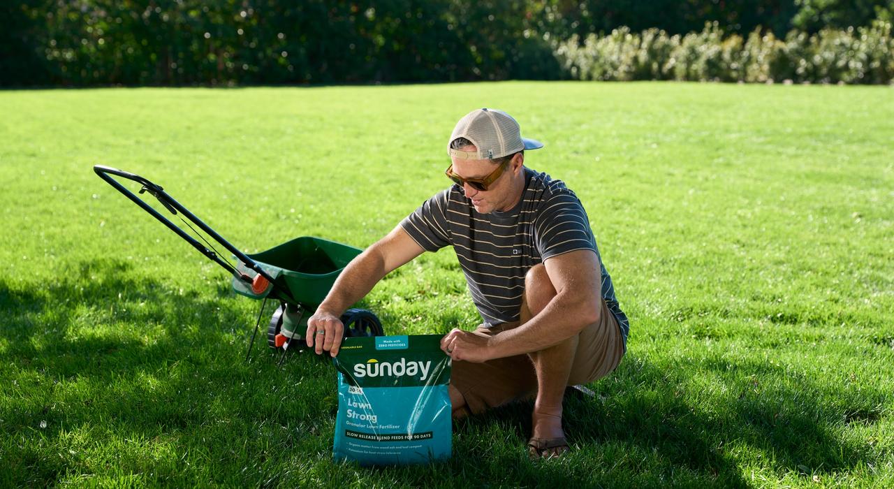 Sunday granular fertilizer product with man and spreader on a green lawn