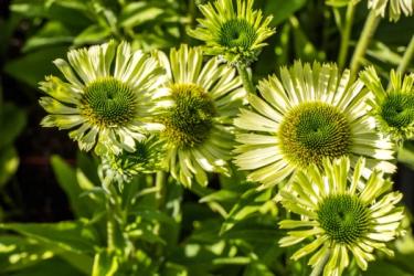 Photo of Green Jeweled Coneflowers