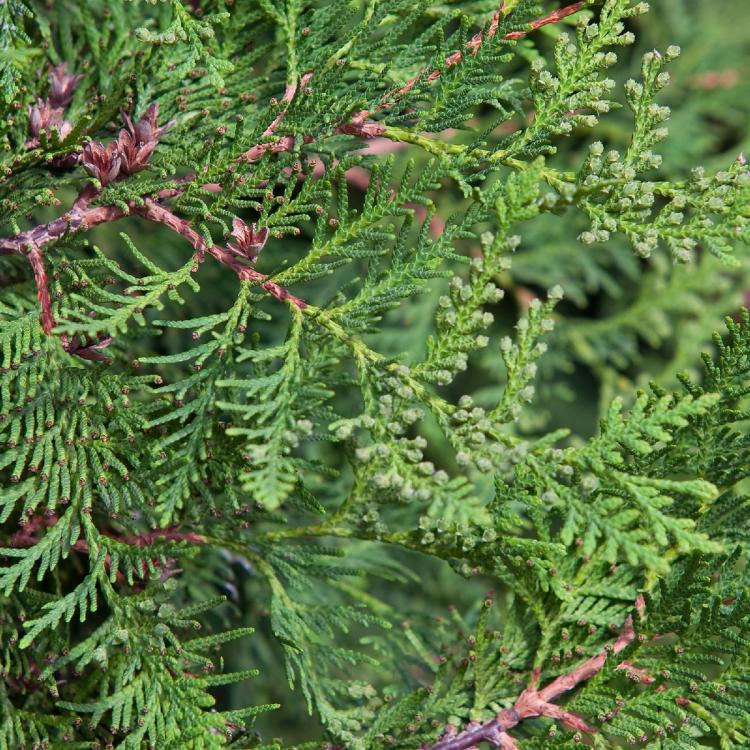 Emerald Green Arborvitae Closeup