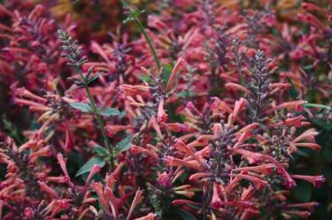 pink agastache