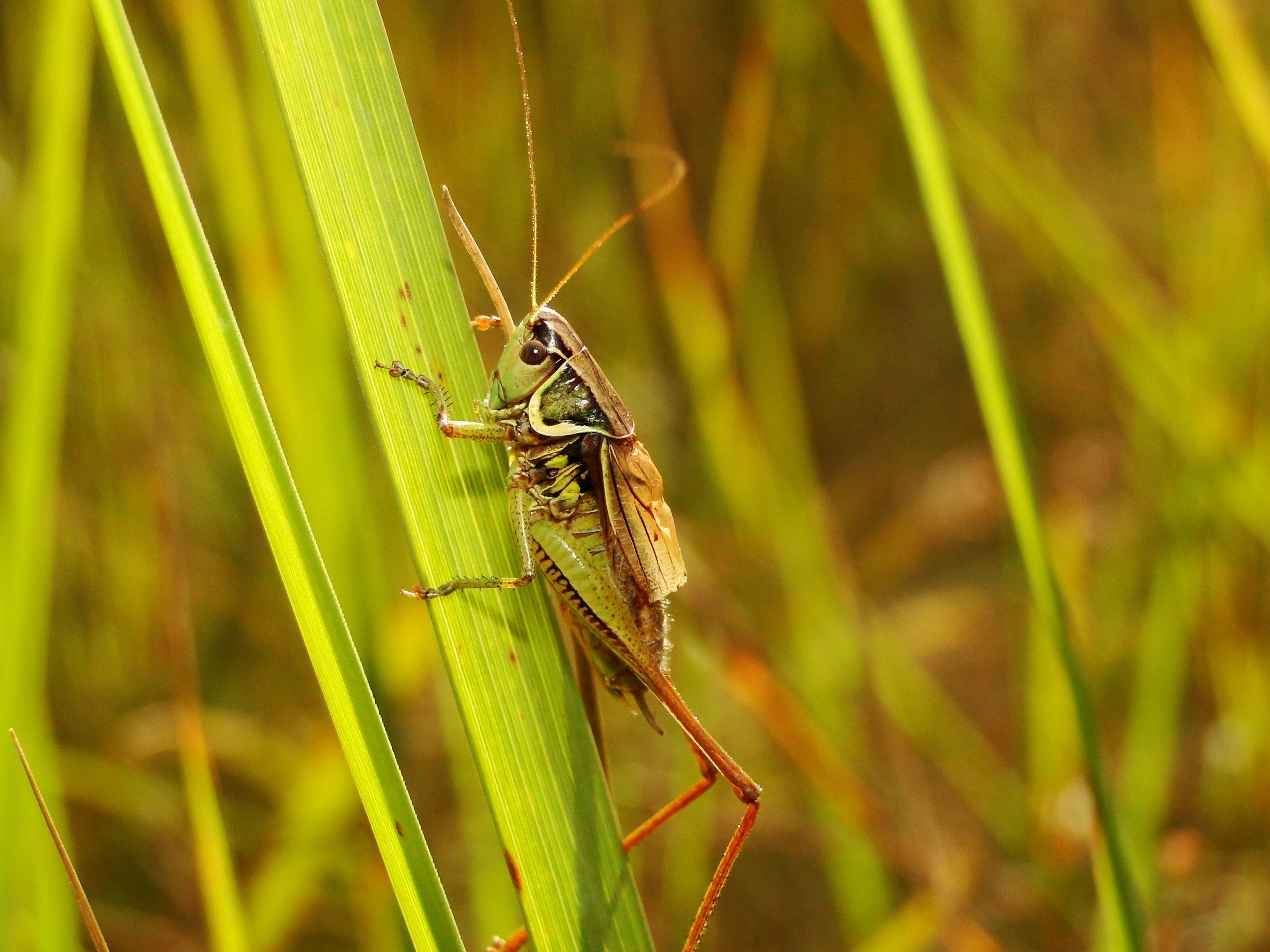 pest on blade of grass