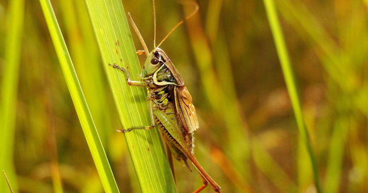 Which Plants Repel Insects? Sunday Lawn Care