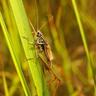 pest on blade of grass