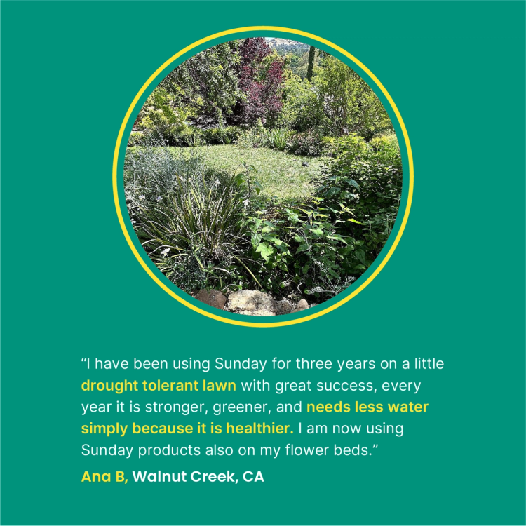 Drought Tolerant lawn review