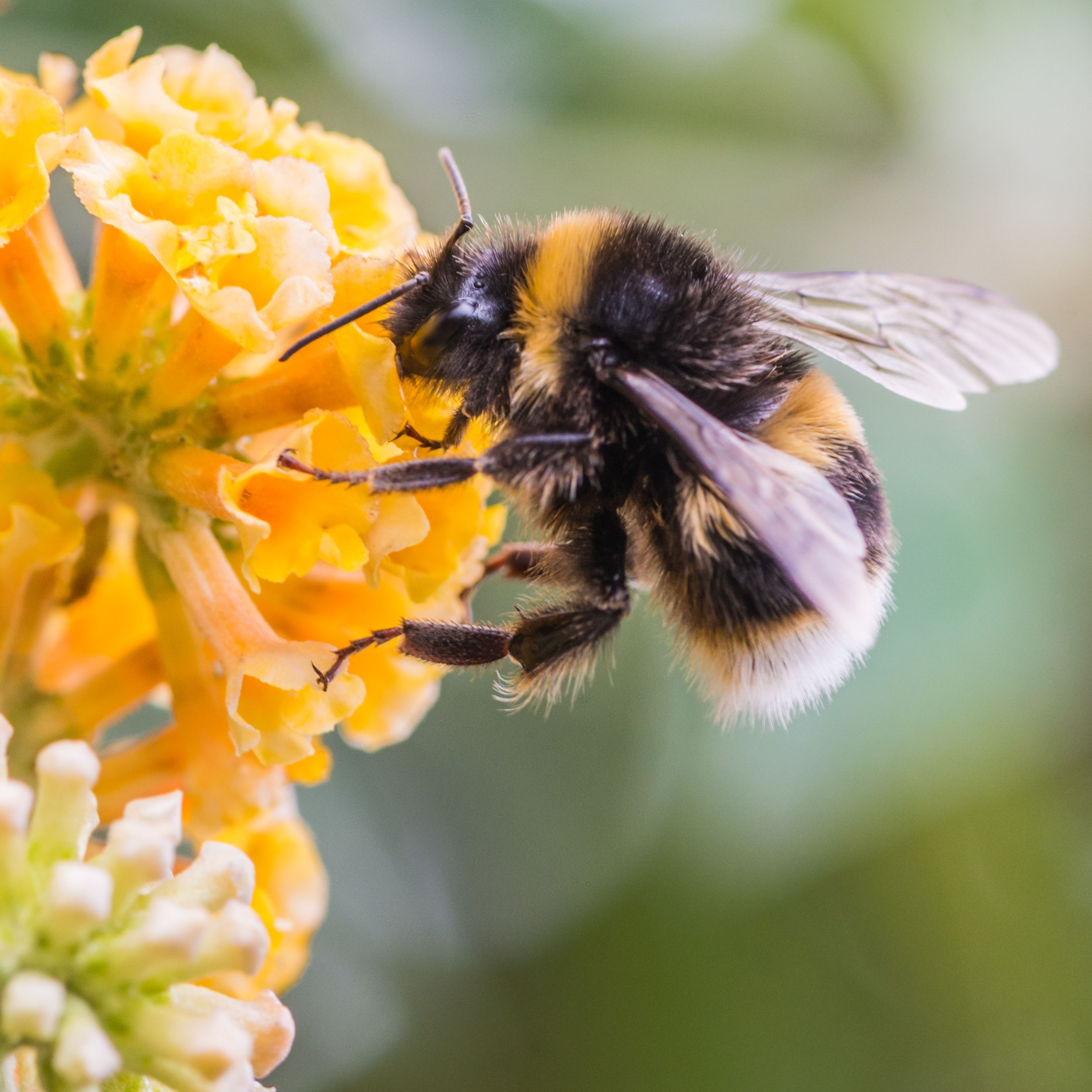 Honeycomb Butterfly Bush Closeup