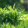 Close-up of crabgrass growing in a lawn, the wide flat blades spreading outward from a single clump surrounded by fine turf grass.
