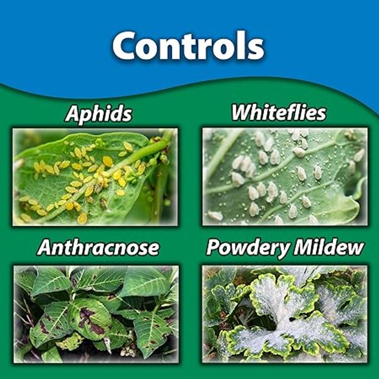 Controls aphids, whiteflies, anthracnose, powdery mildew