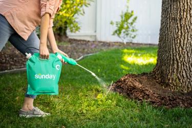 Sunday Weed Warrior applied to weed along edge of lawn
