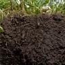 Side profile of roots in soil