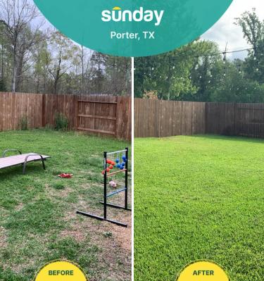 Porter, Texas lawn before and after Sunday seeding