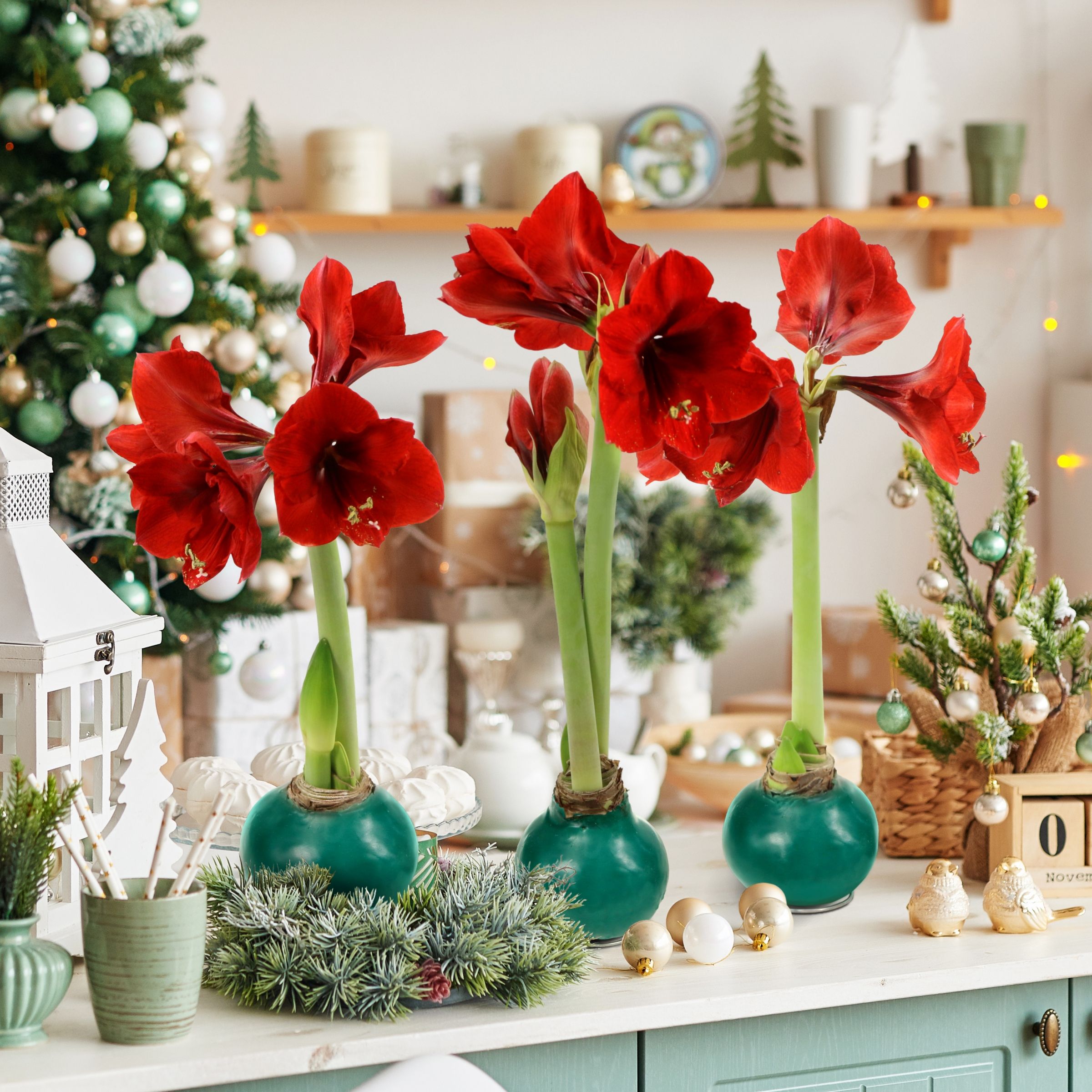 Three beautiful Amaryllis bulbs blooming amidst a display of holiday decorations. 