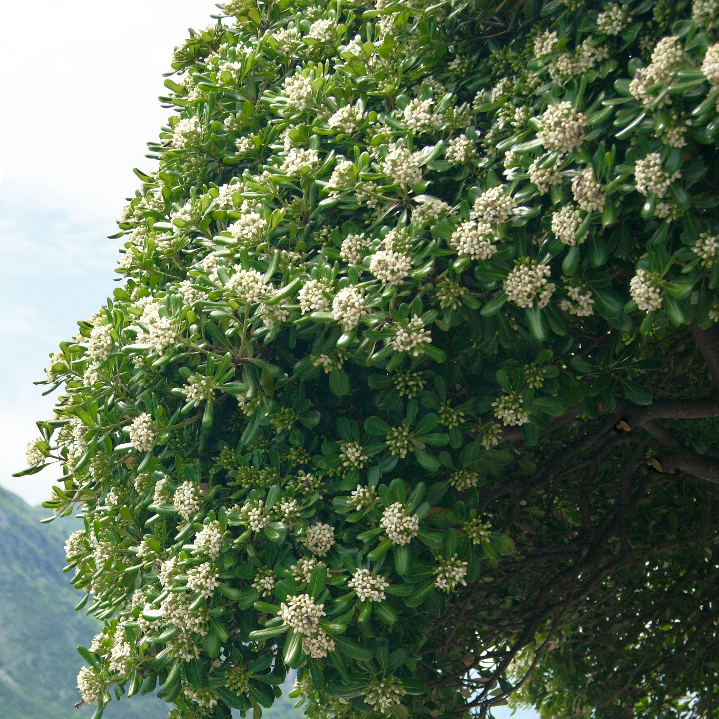 Green Pittosporum Branches