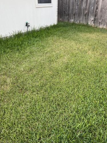 heat and drought stress in residential lawn