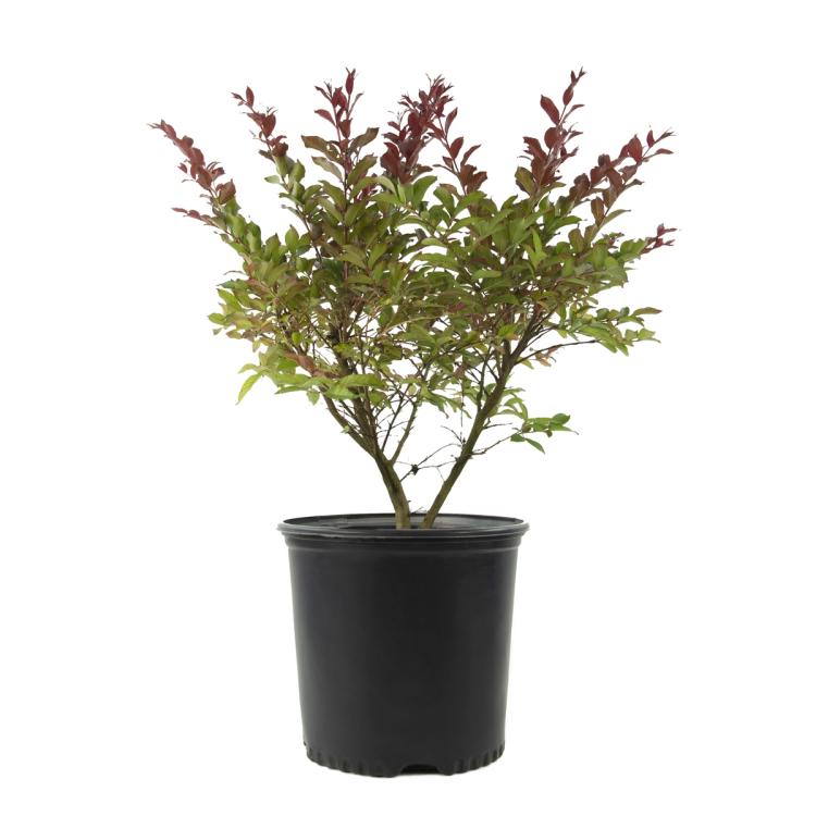 Red Dynamo Photinia As Shipped