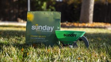 Sunday grass seed and seed hand spreader in an overseeded fall lawn.