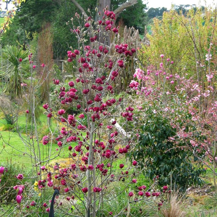 Genie Magnolia Tree Garden