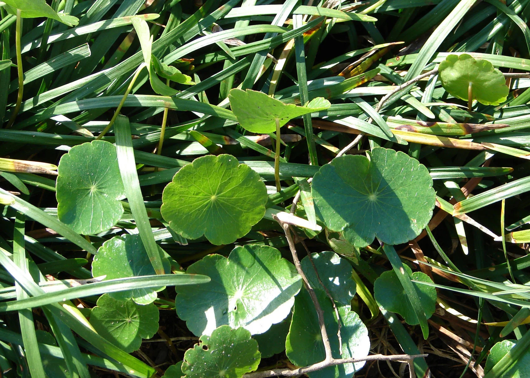 Dollar weed (pennywort) in residential lawn. Photo credit: LSU AGCENTER.