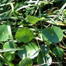 Dollar weed (pennywort) in residential lawn. Photo credit: LSU AGCENTER.