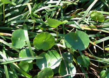 Dollar weed (pennywort) in residential lawn. Photo credit: LSU AGCENTER.