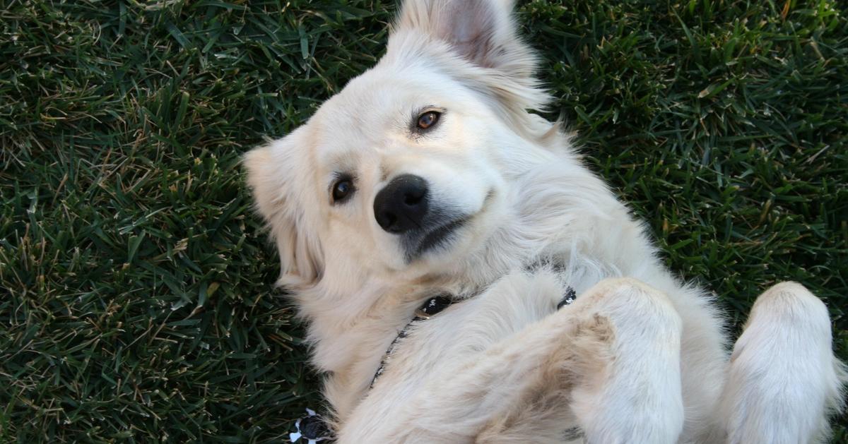 5 Tips for Dogs on Lawn: Pet-Friendly Care | Sunday Lawn Care - Pet Lawn Lawn Lawn Types