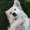 Image of dog in lawn
