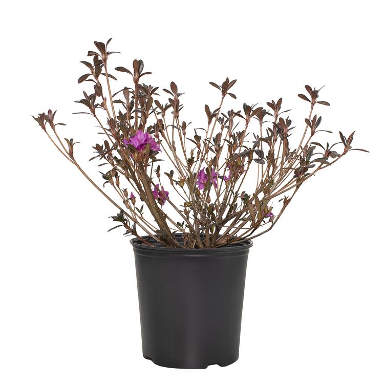 Karen Azalea Trade 3 Gallon Pot