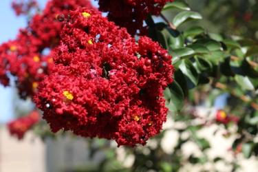Red Hot Black Diamond Crape Myrtle