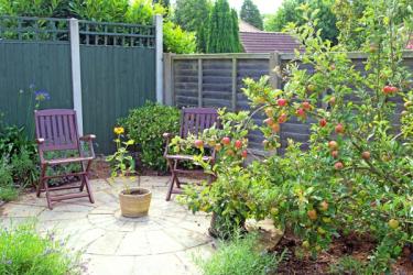 Apple tree growing in a garden near a patio