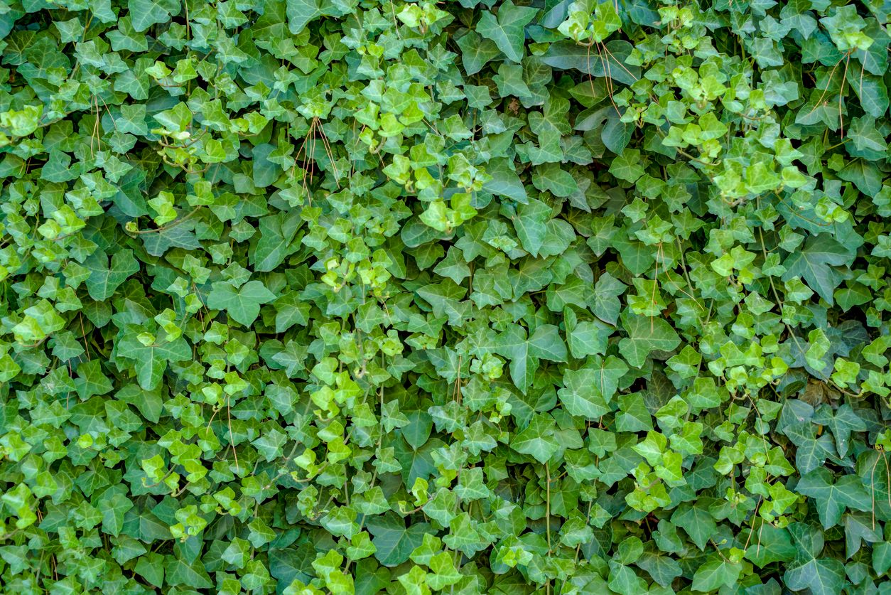 green ivy on a wall