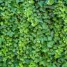 green ivy on a wall