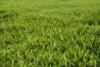 bermudagrass