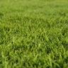 bermudagrass