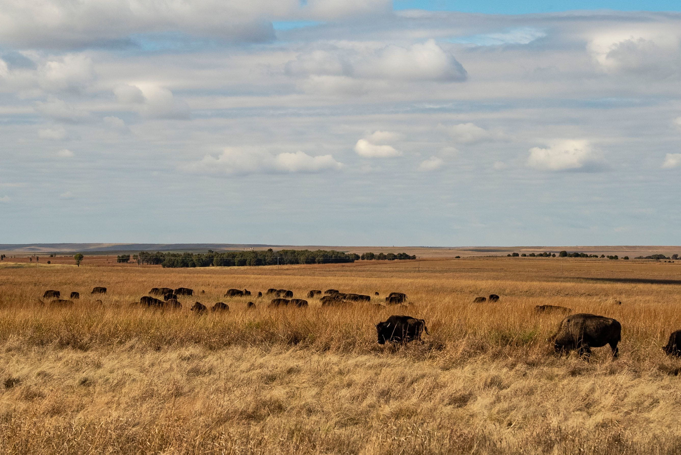 Herd of bison grazing on a wide, golden prairie grassland under a cloudy blue sky.