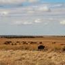 Herd of bison grazing on a wide, golden prairie grassland under a cloudy blue sky.