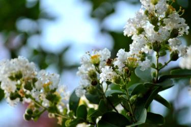 Natchez Crape Myrtle