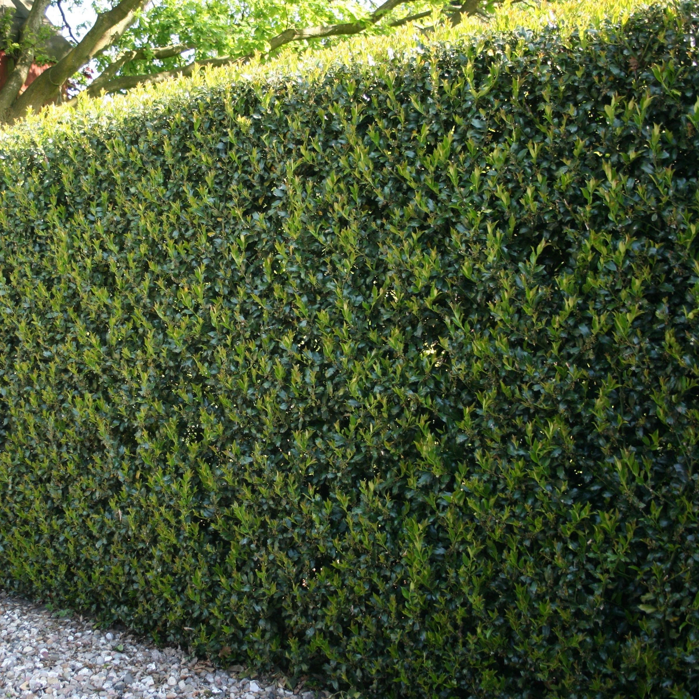 Dwarf Burford Holly Hedge