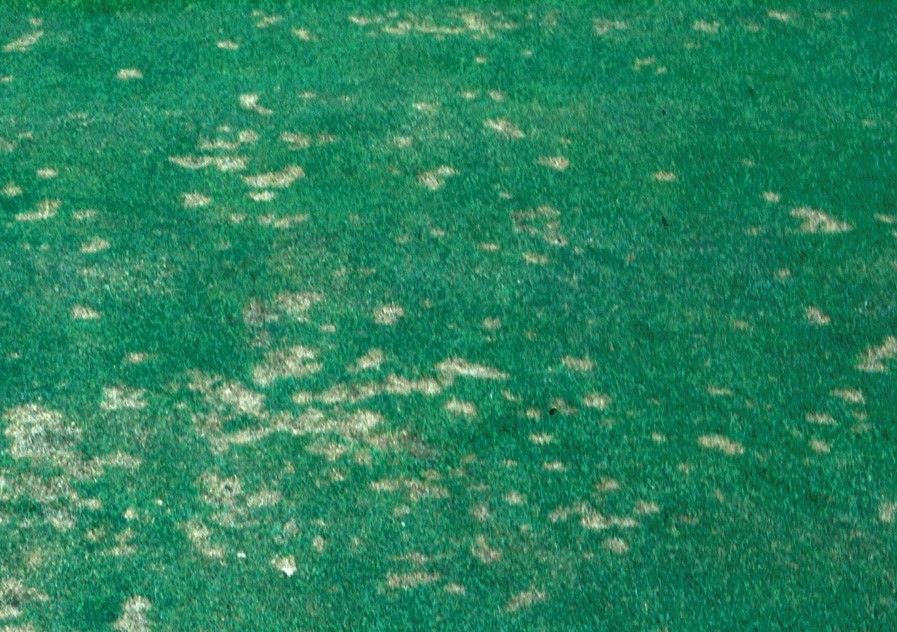 Diagnose & Treat Necrotic Ring Spot Fungus In A Lawn | IFA's Blog