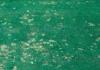 Zoomed out photo of dollar spot disease on a lawn
