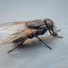 house fly