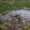 Flooded lawn in spring