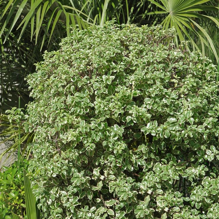 Variegated Pittosporum Mature Shrub