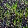 Close up of new grass blades from how to seed a new lawn
