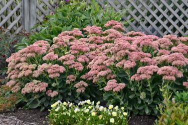 Autumn Joy Sedum
