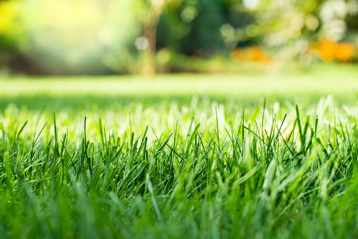 Close-up image of a lawn