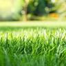 Close-up image of a lawn