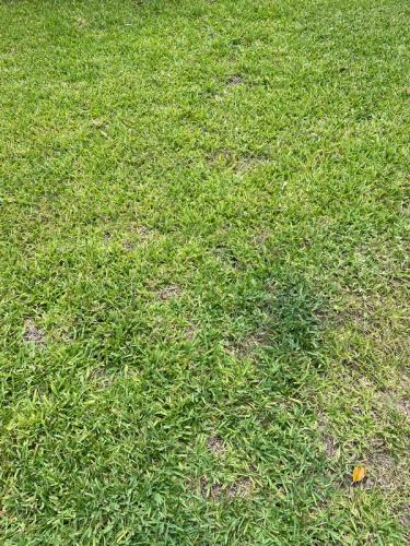 Thinning area of grass