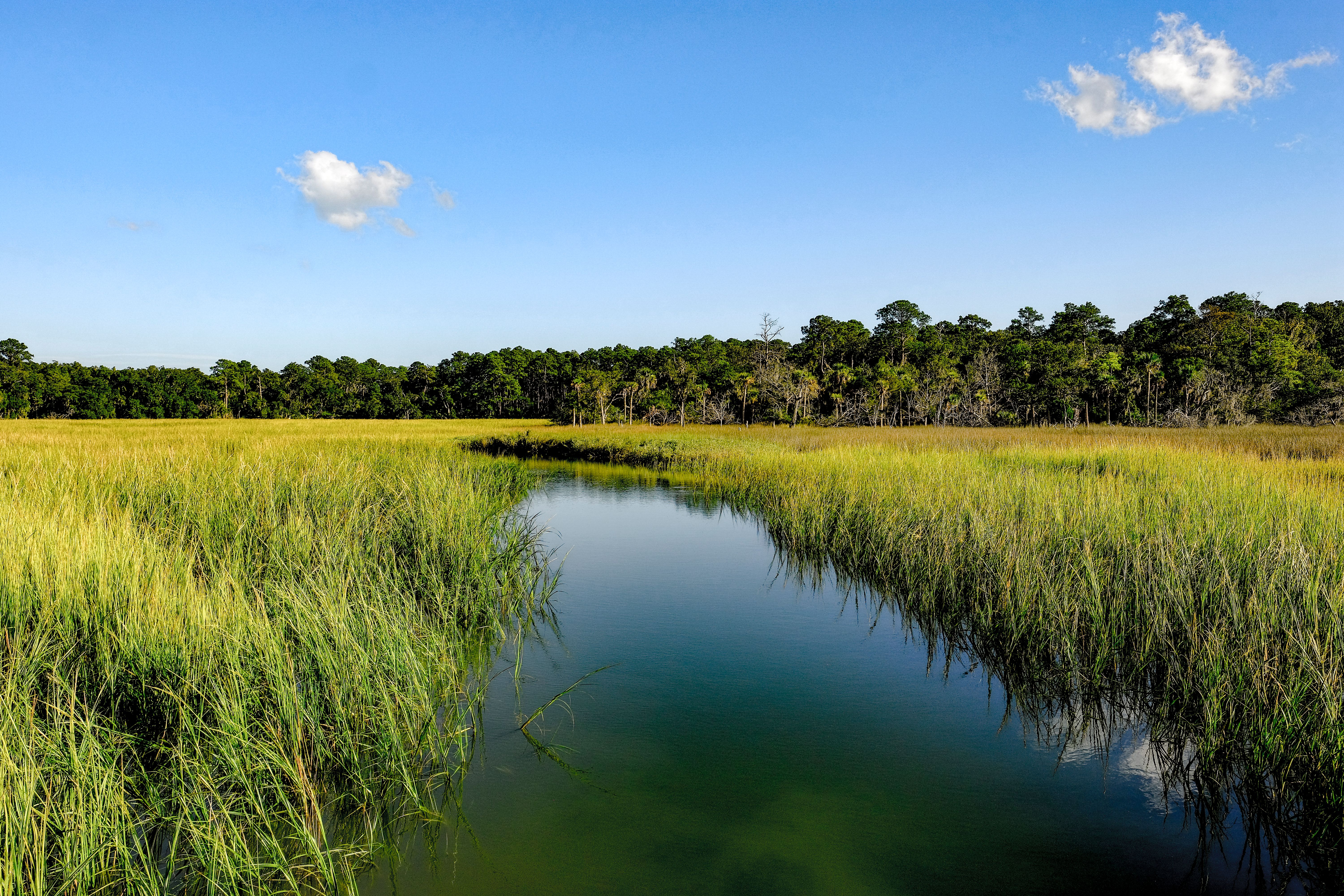 Southeast low country landscape marsh
