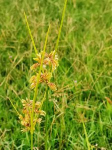 Yellow nutsedge in lawn