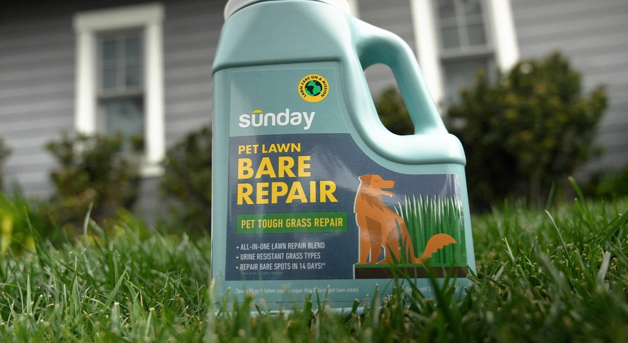 Sunday Pet Lawn Bare Repair on green lawn