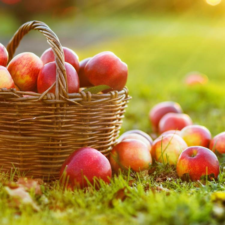 Basket of apples